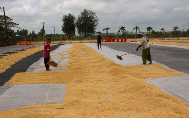 Điểm yếu nhất trong chuỗi giá trị lúa gạo là những người trồng lúa - Ảnh 4.