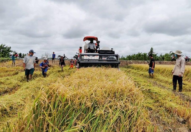 Điểm yếu nhất trong chuỗi giá trị lúa gạo là những người trồng lúa - Ảnh 2.