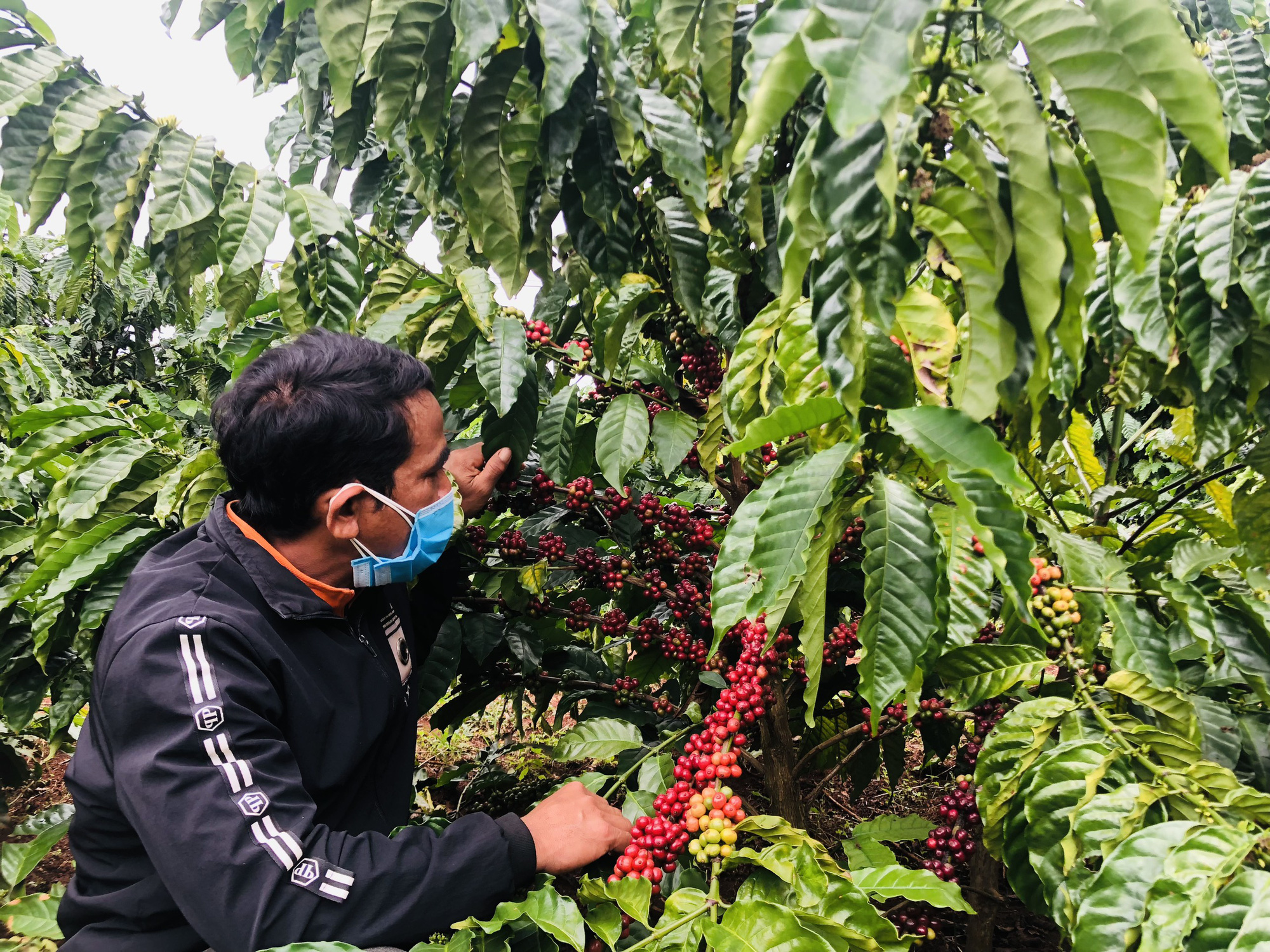Gia Lai: Làng dân tộc Ba Na bắt tay nhau trồng cà phê sạch, bán với giá 10.700 đồng/kg cà phê tươi - Ảnh 4.