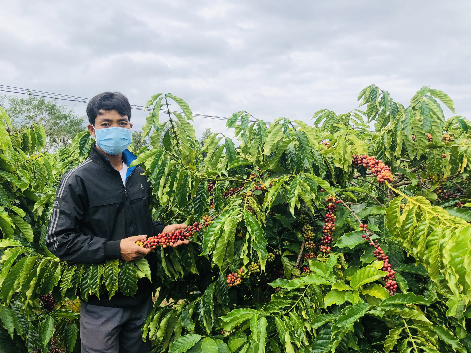 Gia Lai: Làng dân tộc Ba Na bắt tay nhau trồng cà phê sạch, bán với giá 10.700 đồng/kg cà phê tươi - Ảnh 3.