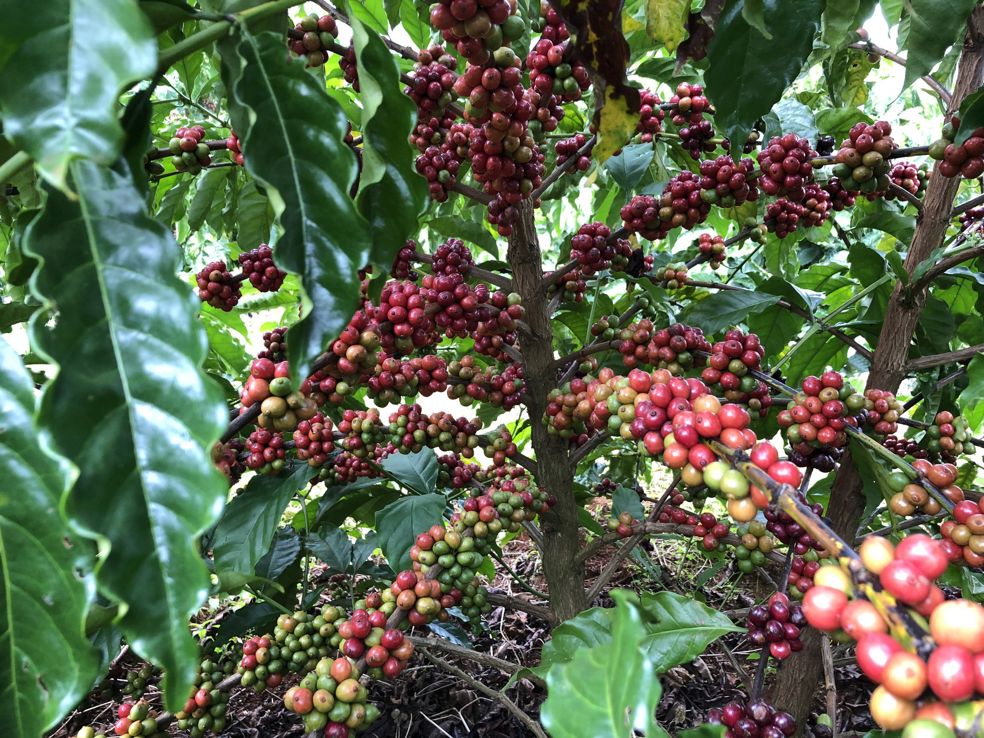 Gia Lai: Làng dân tộc Ba Na bắt tay nhau trồng cà phê sạch, bán với giá 10.700 đồng/kg cà phê tươi - Ảnh 2.