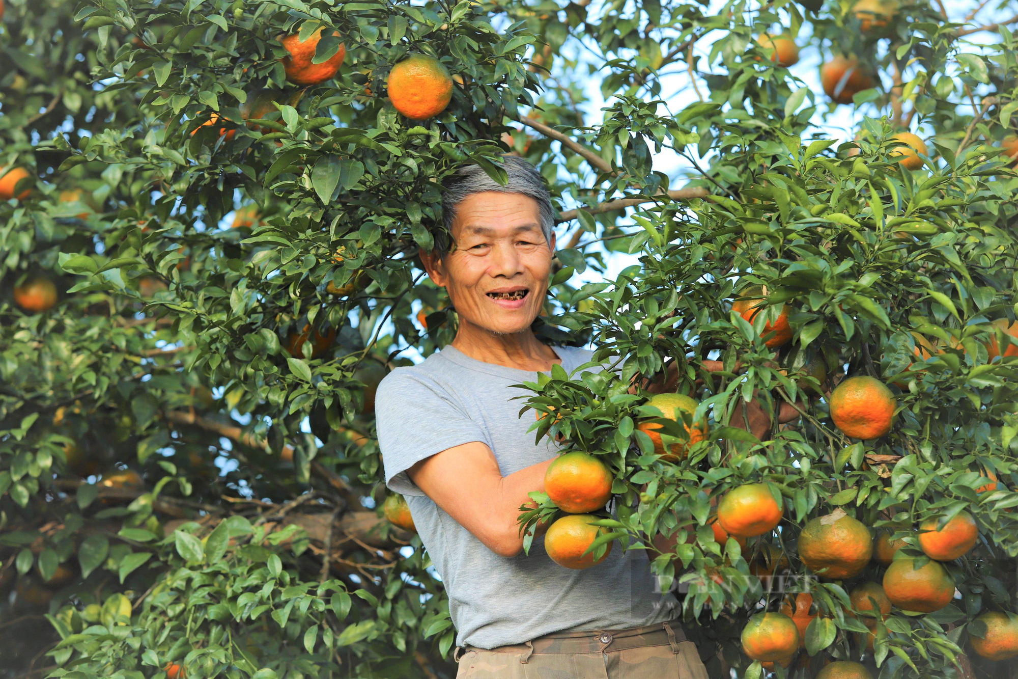 Cam bù Hương Sơn (Hà Tĩnh) quả to bự, chín vàng cả đồi nhưng vì sao nông dân vẫn chưa chịu cắt bán  - Ảnh 2.