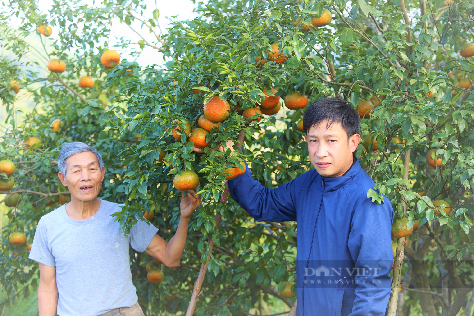 Cam bù Hương Sơn (Hà Tĩnh) quả to bự, chín vàng cả đồi nhưng vì sao nông dân vẫn chưa chịu cắt bán  - Ảnh 4.