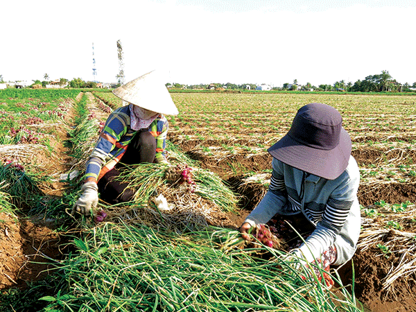 Trồng hành tím bán Tết - Ảnh 1.