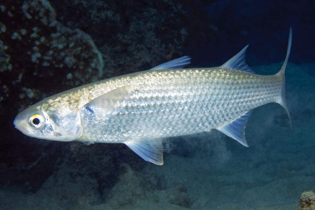 Loài cá tạp ít ai để ý, nhưng trong bụng lại chứa một thứ quý như vàng, làm thành món ăn xa xỉ - Ảnh 1.