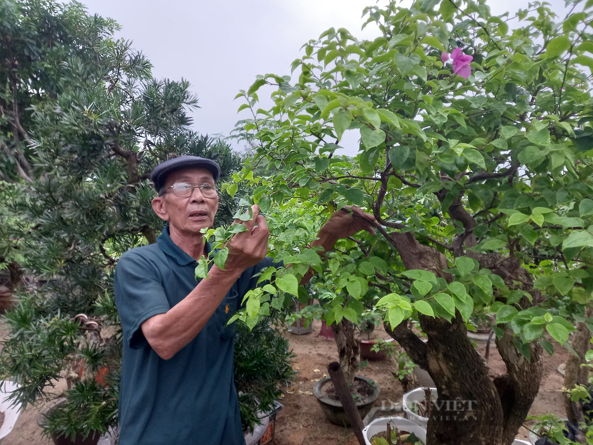 Đà Nẵng: Đam mê hoa cây cảnh, một nông dân “bỏ túi” hơn 500 triệu đồng/năm - Ảnh 1.