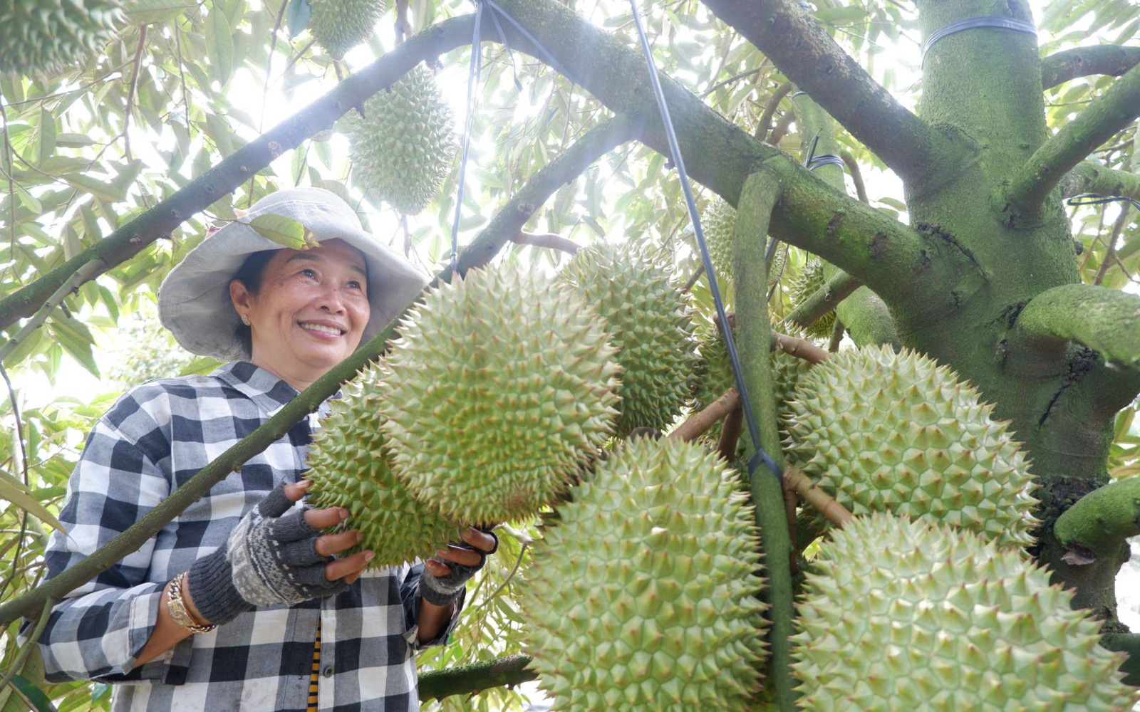 Long An: "Liều" cắm cây đặc sản trên đất rốn phèn, chín trái nào thơm khắp xóm, bán đắt tiền, nông dân giàu lên