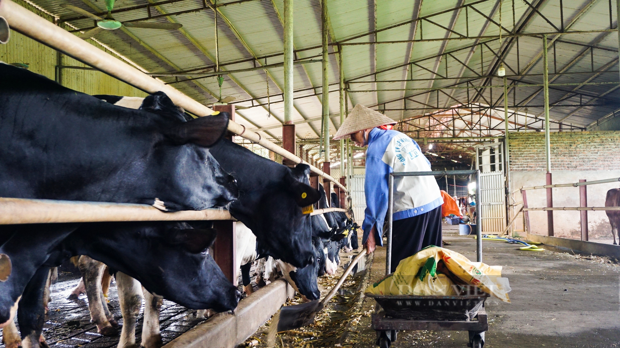 Nông dân Việt Nam xuất sắc 2022 đến từ Hà Nội là tỷ phú nuôi bò 1.000 con, doanh thu 65 tỷ đồng/năm - Ảnh 5.