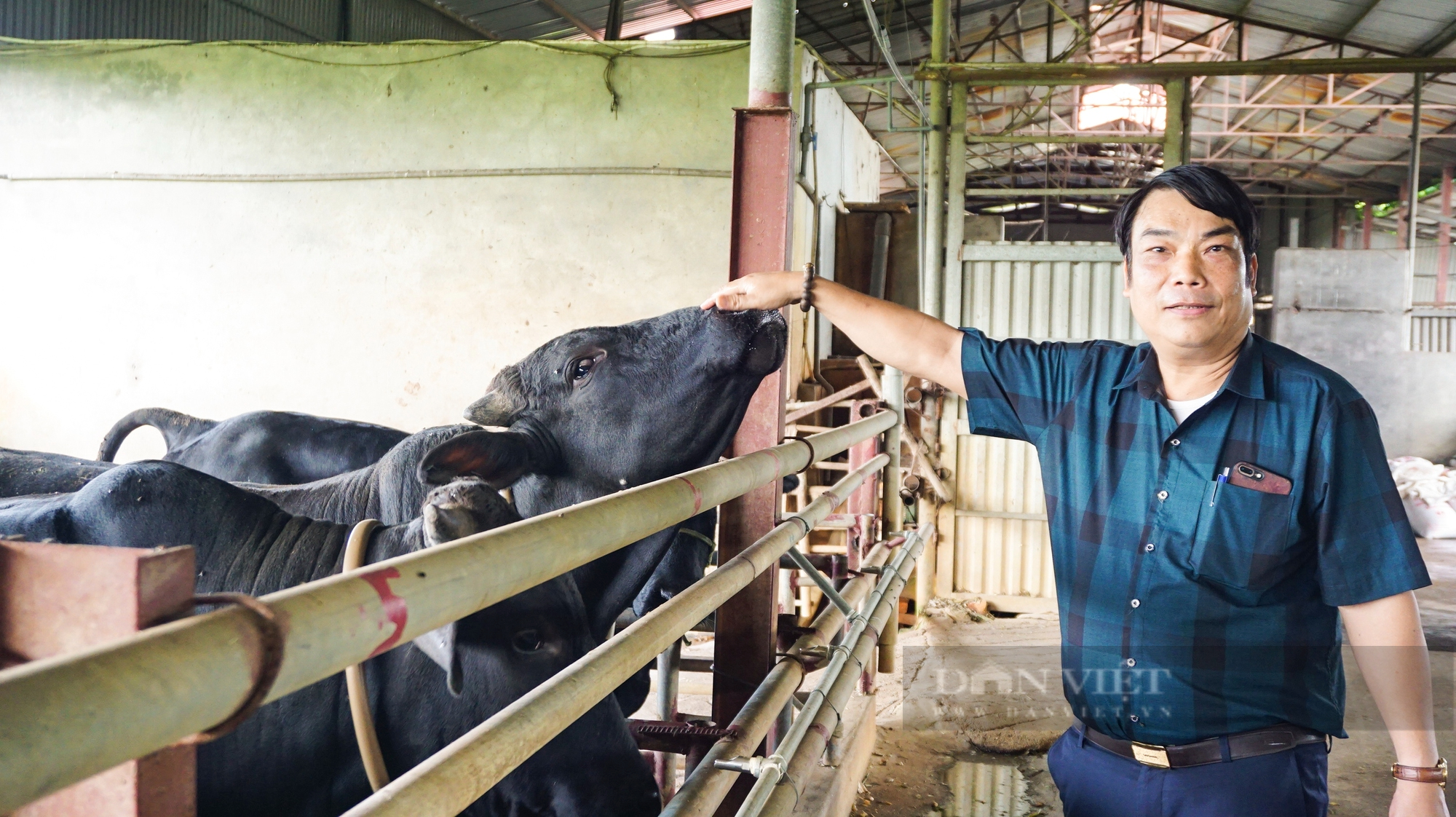 Nông dân Việt Nam xuất sắc 2022 đến từ Hà Nội là tỷ phú nuôi bò 1.000 con, doanh thu 65 tỷ đồng/năm - Ảnh 3.