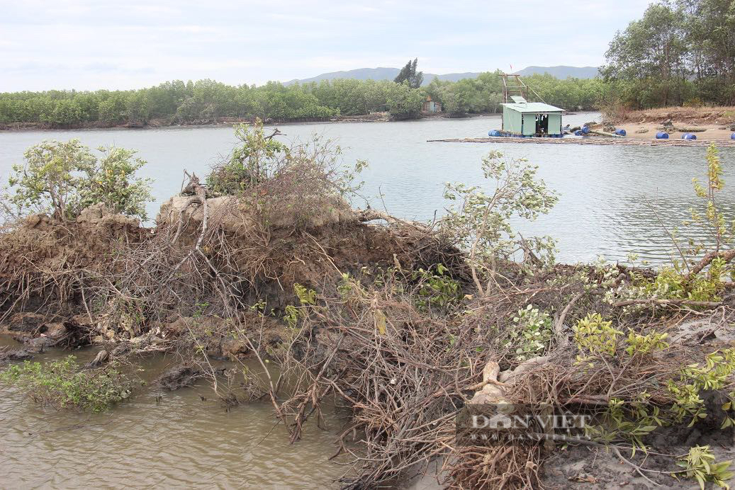 Dự án Thị Nại Eco Bay san ủi rừng ngập mặn nợ 411 tỷ đồng, bị cưỡng chế... nhưng tài khoản hết tiền - Ảnh 2.