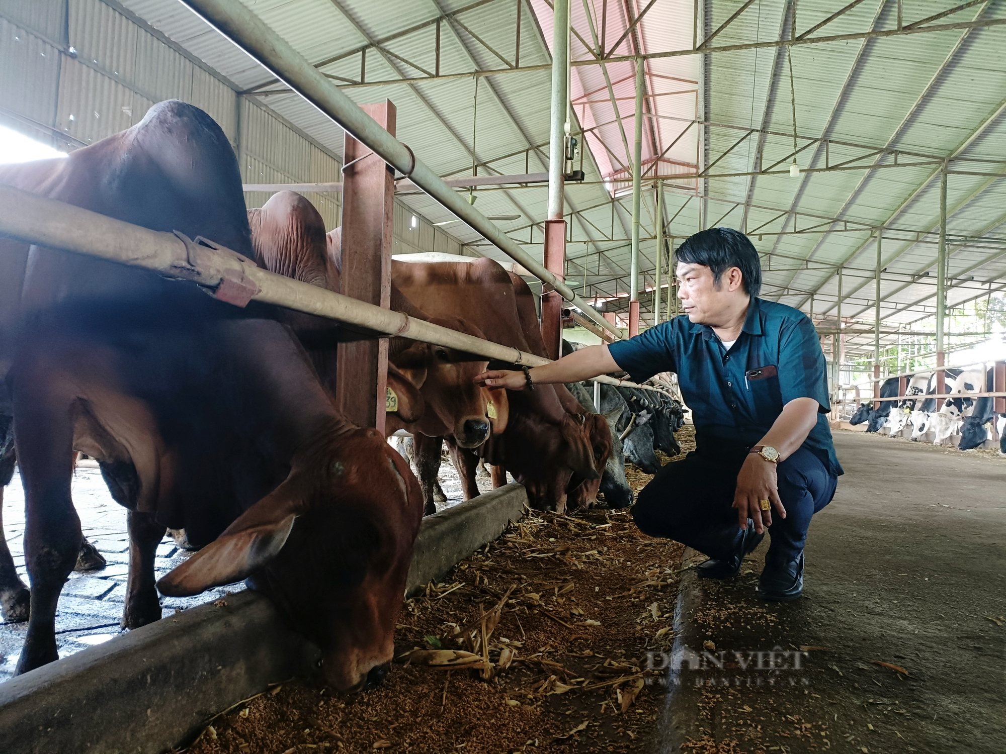 Nông dân Việt Nam xuất sắc 2022 đến từ Hà Nội là tỷ phú nuôi bò 1.000 con, doanh thu 65 tỷ đồng/năm - Ảnh 6.