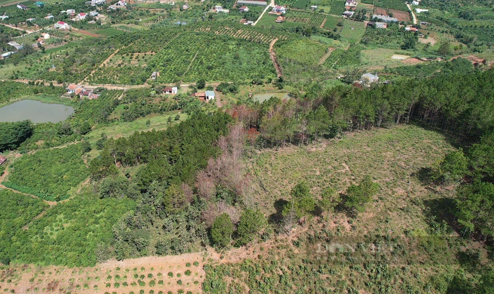 Phá rừng thông ở Lâm Đồng: Hàng trăm cây thông 3 lá nằm la liệt, huyện hỏa tốc chỉ đạo xử lý - Ảnh 9.