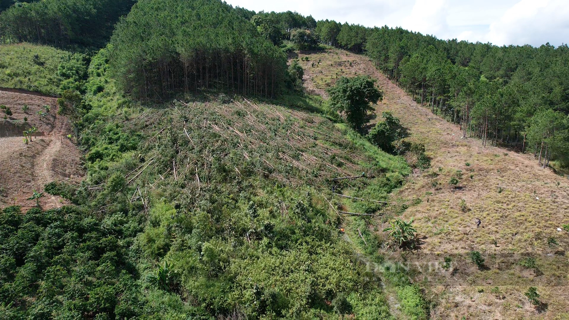 Phá rừng thông ở Lâm Đồng: Hàng trăm cây thông 3 lá nằm la liệt, huyện hỏa tốc chỉ đạo xử lý - Ảnh 6.