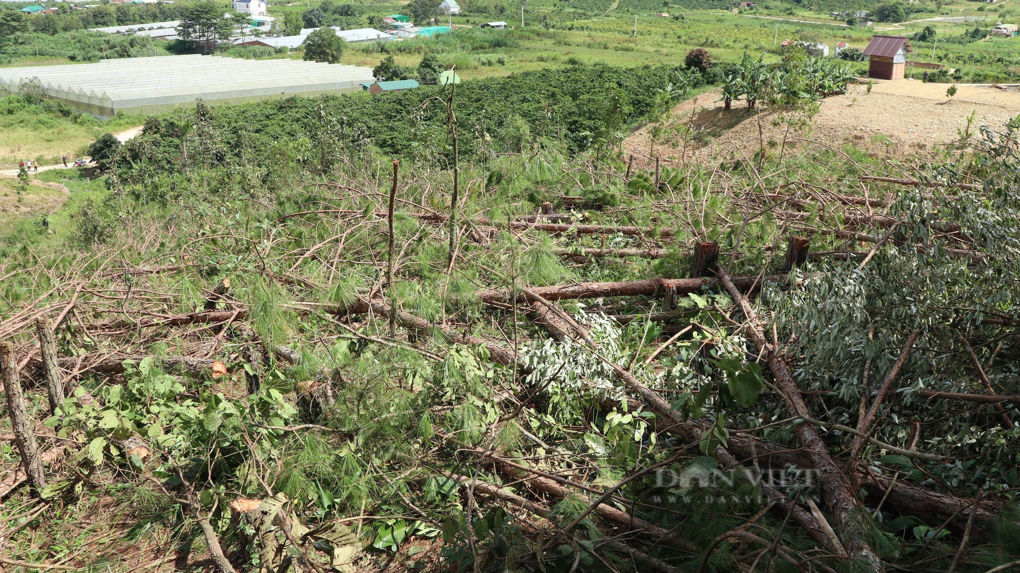 Phá rừng thông ở Lâm Đồng: Hàng trăm cây thông 3 lá nằm la liệt, huyện hỏa tốc chỉ đạo xử lý - Ảnh 2.