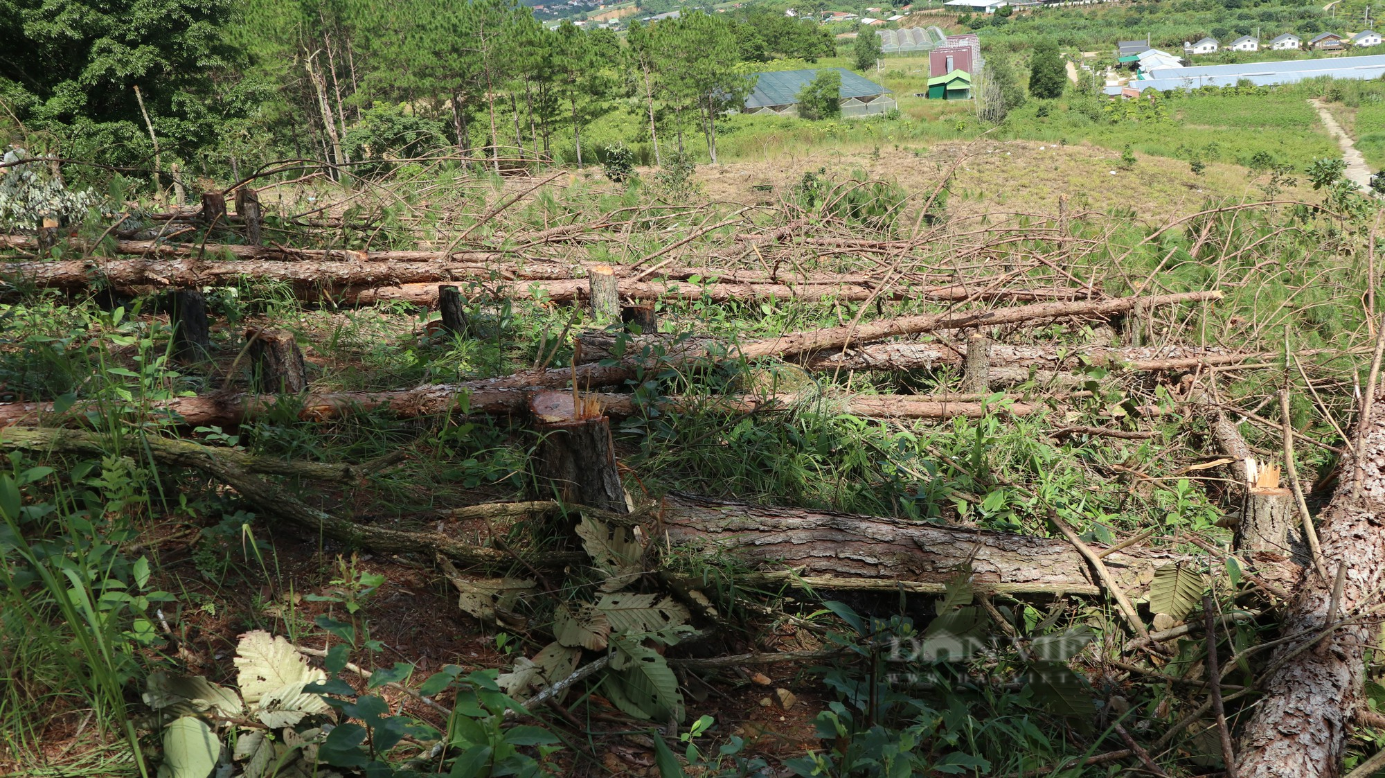 Phá rừng thông ở Lâm Đồng: Hàng trăm cây thông 3 lá nằm la liệt, huyện hỏa tốc chỉ đạo xử lý - Ảnh 4.