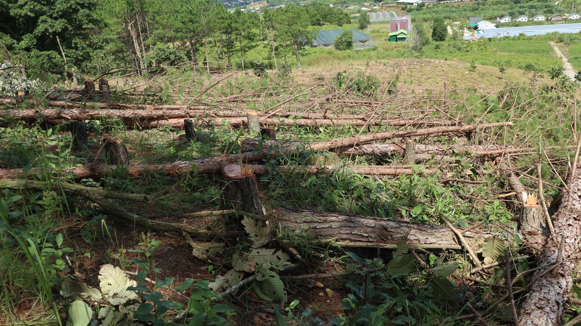 Vụ phá rừng thông 20 năm tuổi ở Lâm Hà: Tỉnh Lâm Đồng chỉ đạo khẩn - Ảnh 2.