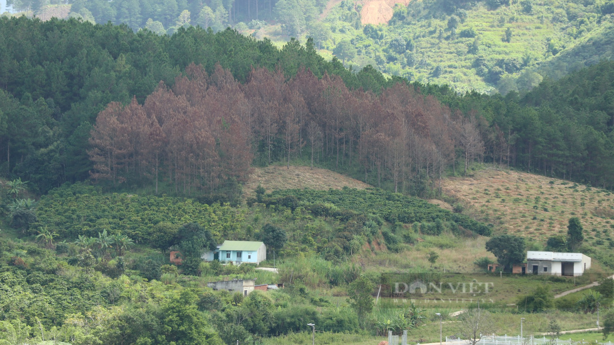 Phá rừng thông ở Lâm Đồng: Hàng trăm cây thông 3 lá nằm la liệt, huyện hỏa tốc chỉ đạo xử lý - Ảnh 8.