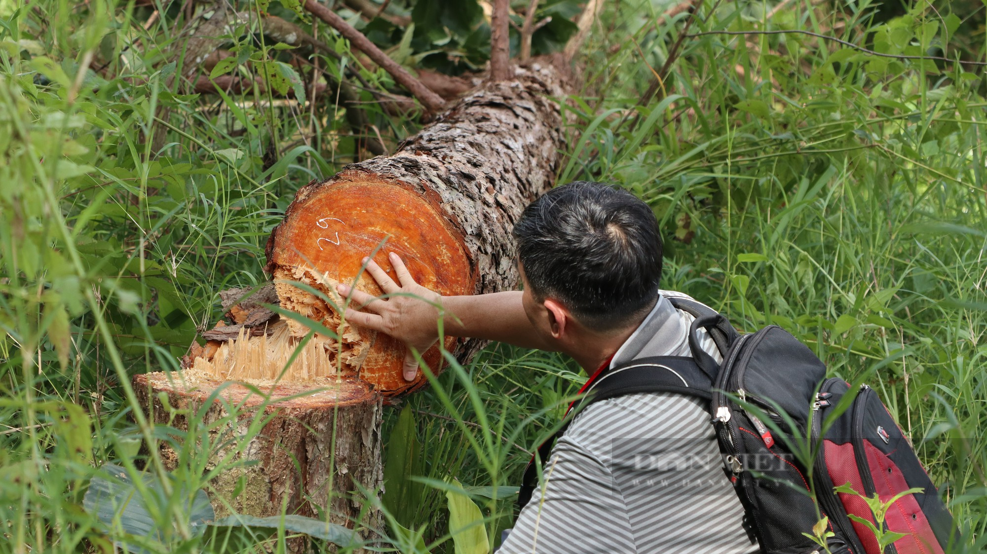 Phá rừng thông ở Lâm Đồng: Hàng trăm cây thông 3 lá nằm la liệt, huyện hỏa tốc chỉ đạo xử lý - Ảnh 5.
