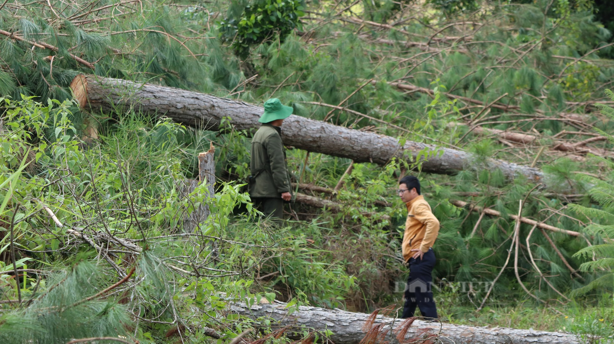 Phá rừng thông ở Lâm Đồng: Hàng trăm cây thông 3 lá nằm la liệt, huyện hỏa tốc chỉ đạo xử lý - Ảnh 3.