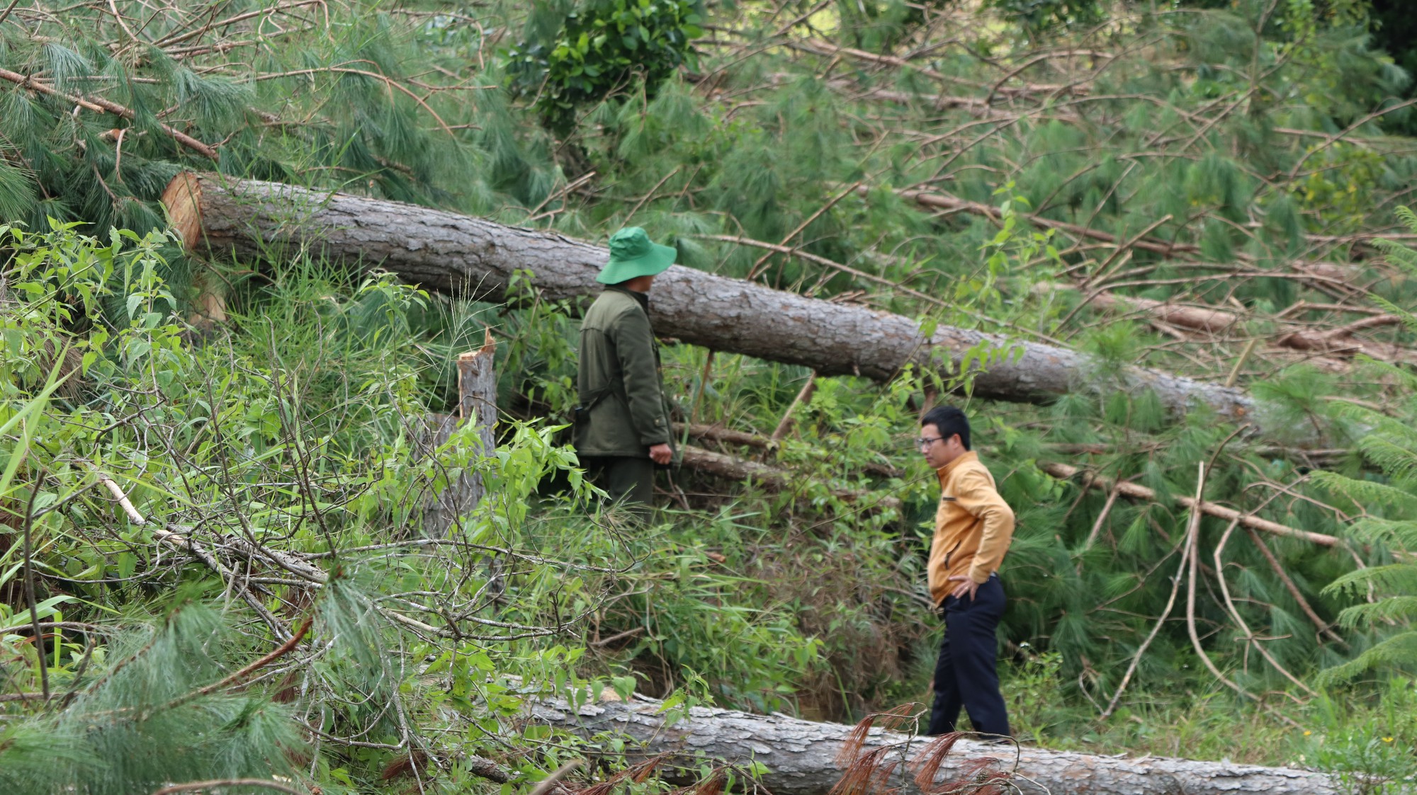 Vụ phá rừng thông 20 năm tuổi ở Lâm Hà: Tỉnh Lâm Đồng chỉ đạo khẩn - Ảnh 4.