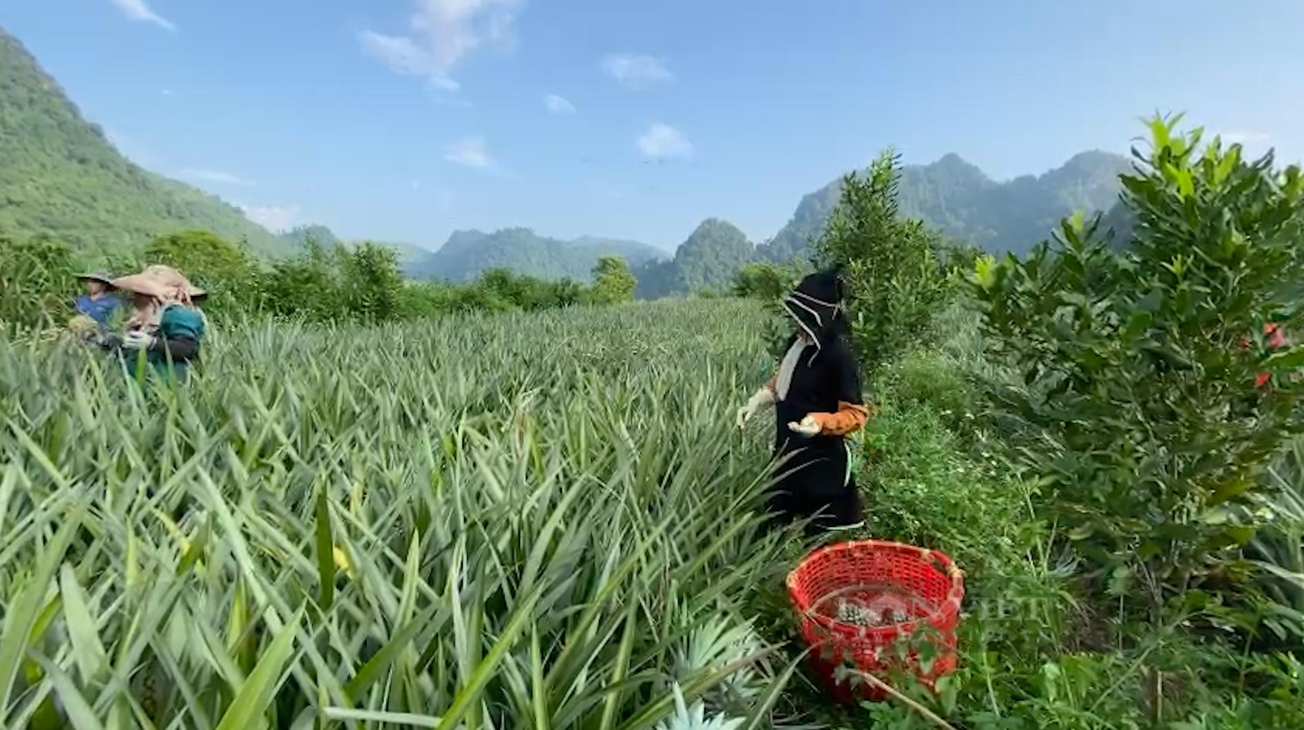 Lên Lai Châu xem bà con trồng cây ăn quả sản xuất hàng hoá - Ảnh 6.