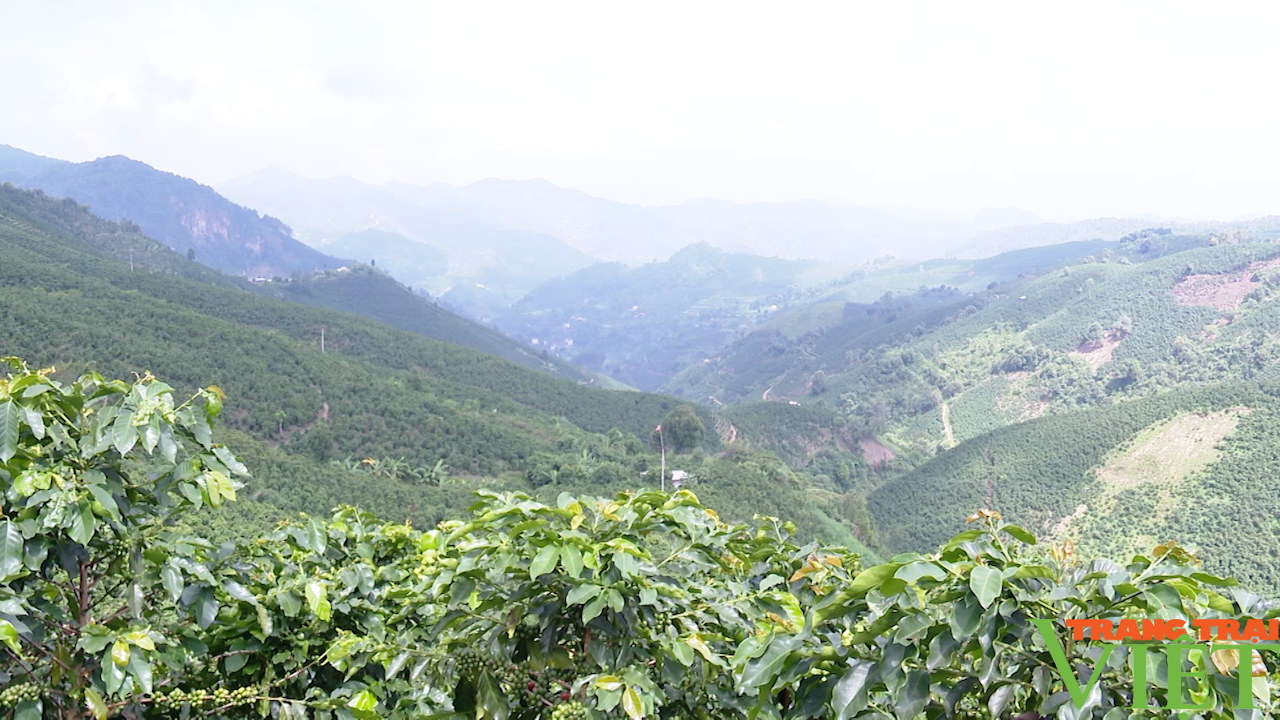  Sơn La: Phát triển cà phê bền vững, giúp người dân có thu nhập - Ảnh 8.
