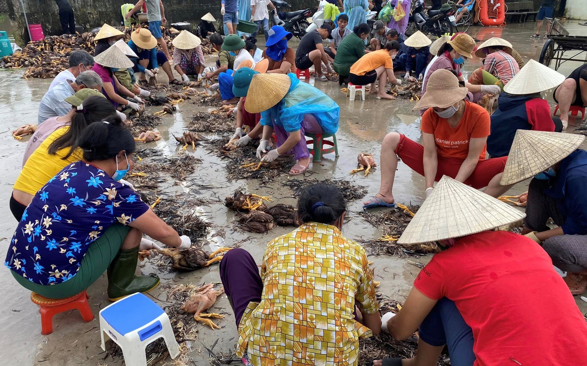 Cả trang trại gà chết đuối trong nước lũ, dân làng ở Nghệ An xúm vào giúp khổ chủ vớt vát chút vốn