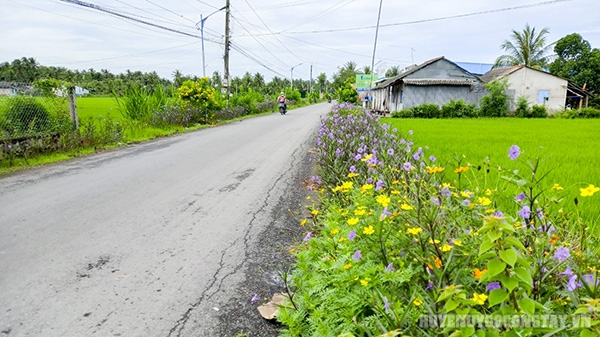 Tuyến đường hoa nông thôn mới đẹp như mơ của một xã ở Tiền Giang, ai đi qua cũng muốn chụp hình, quay phim - Ảnh 5.