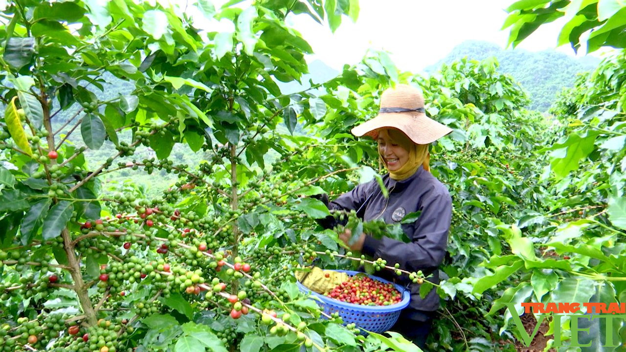  Sơn La: Phát triển cà phê bền vững, giúp người dân có thu nhập - Ảnh 6.