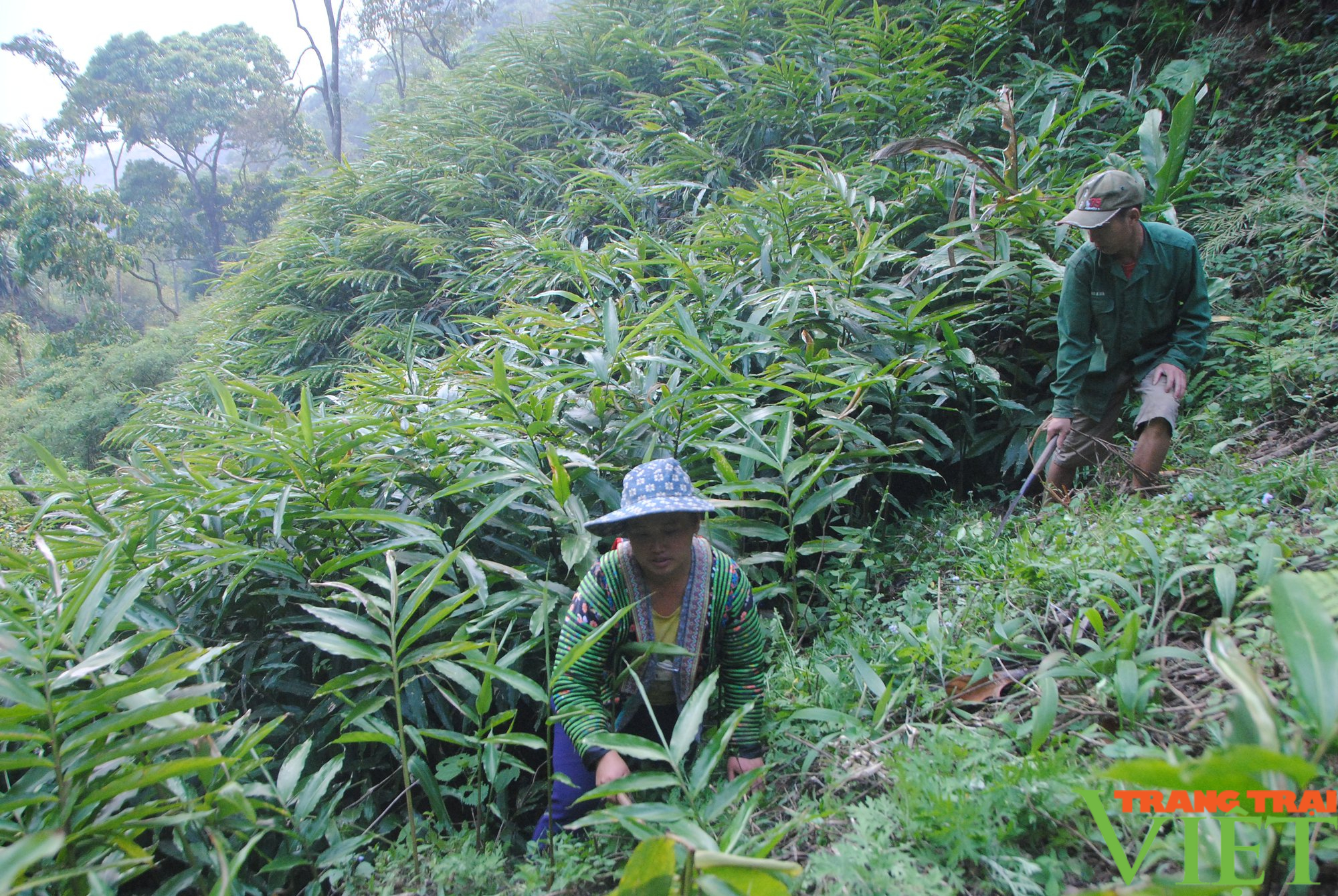 Bắc Yên tăng cường công tác quản lý, bảo vệ rừng - Ảnh 4.