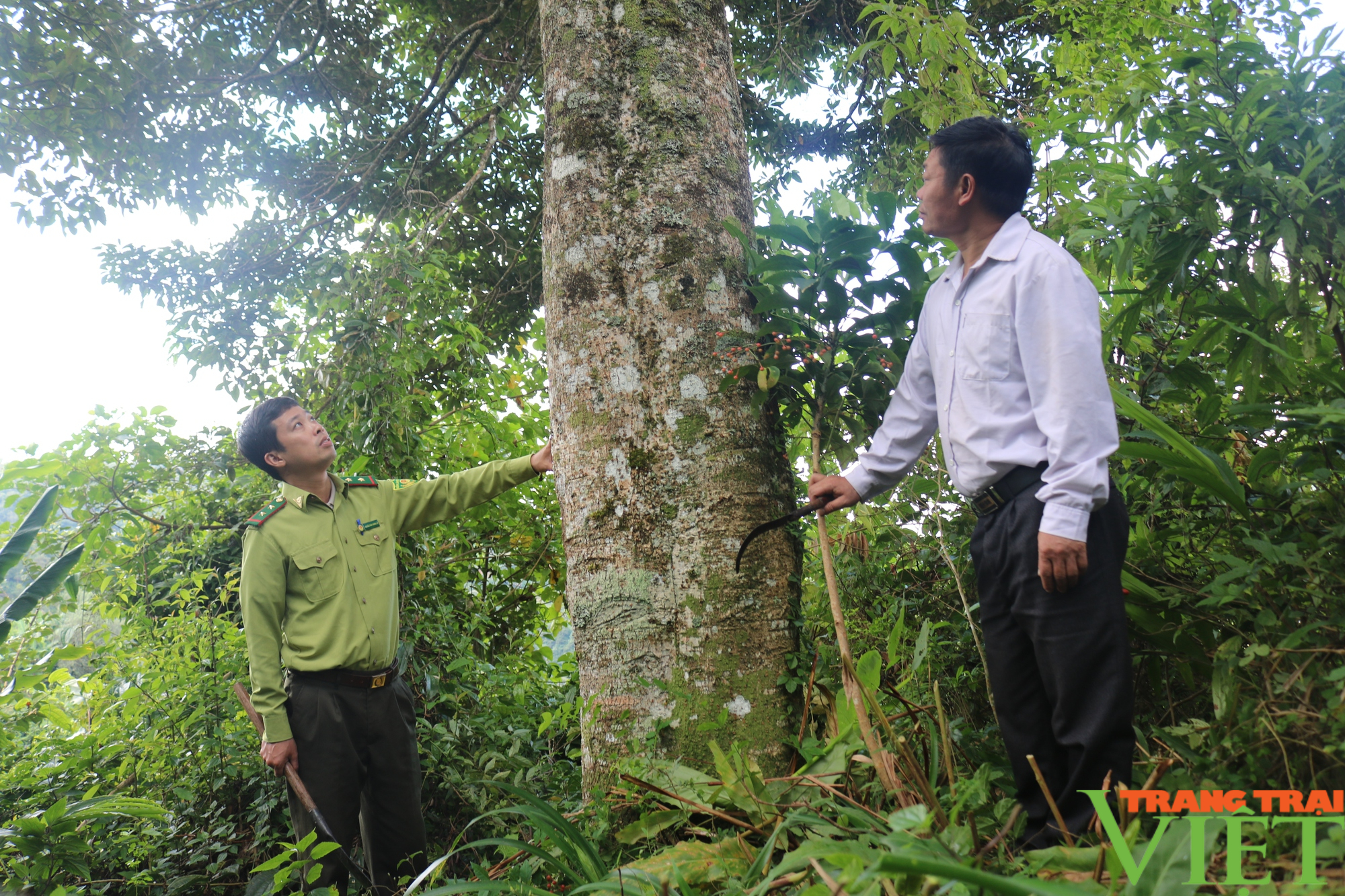 Bắc Yên tăng cường công tác quản lý, bảo vệ rừng - Ảnh 2.