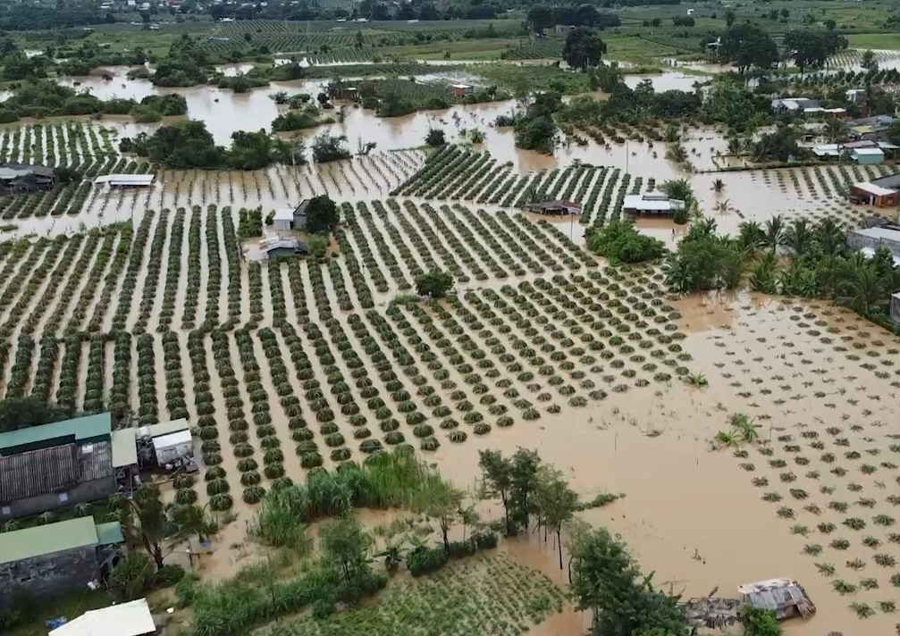 Bình Thuận: Gần 400 ha thanh long và nhiều căn nhà bị ngập vì mưa lũ - Ảnh 1.