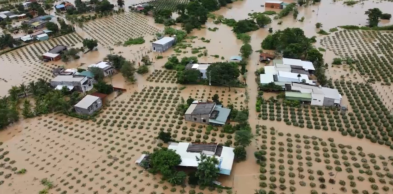 Bình Thuận: Gần 400 ha thanh long và nhiều căn nhà bị ngập vì mưa lũ - Ảnh 3.