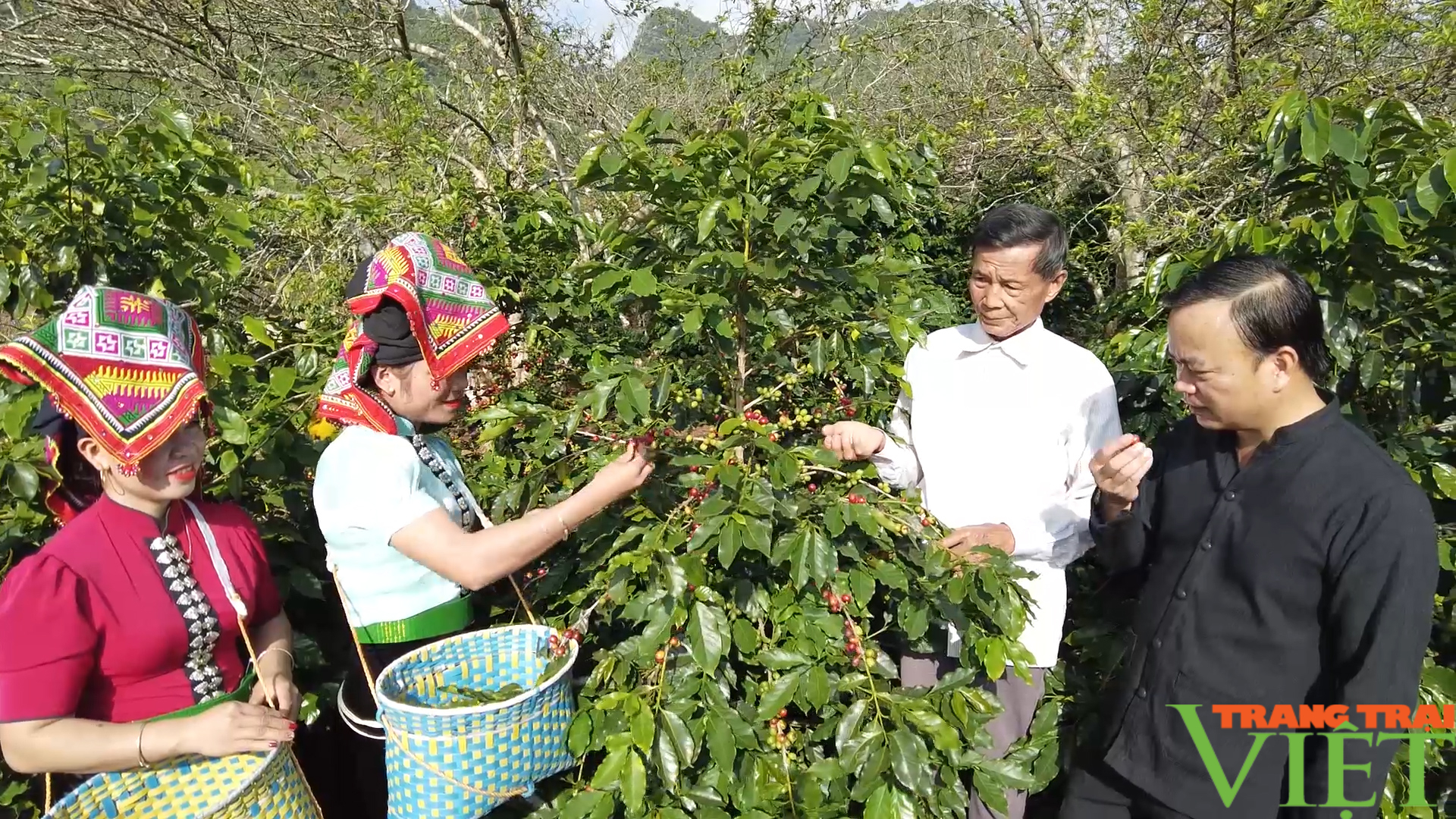 Nhiều giải pháp nâng chất lượng cho cà phê Sơn La - Ảnh 5.