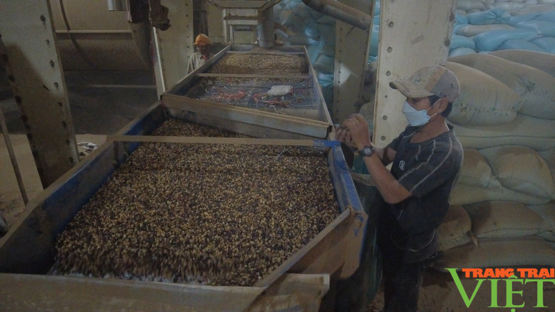 Nhiều giải pháp nâng chất lượng cho cà phê Sơn La - Ảnh 9.