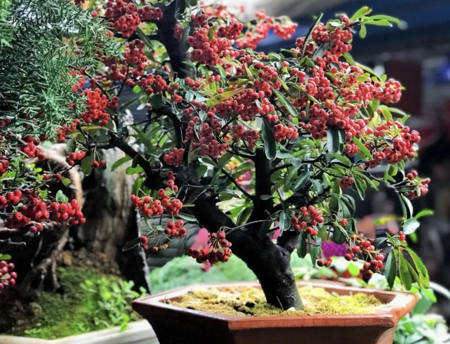 Trồng 3 loại cây cảnh quả đỏ mọng này ở ban công, hàng năm rước lộc vào nhà - Ảnh 5.