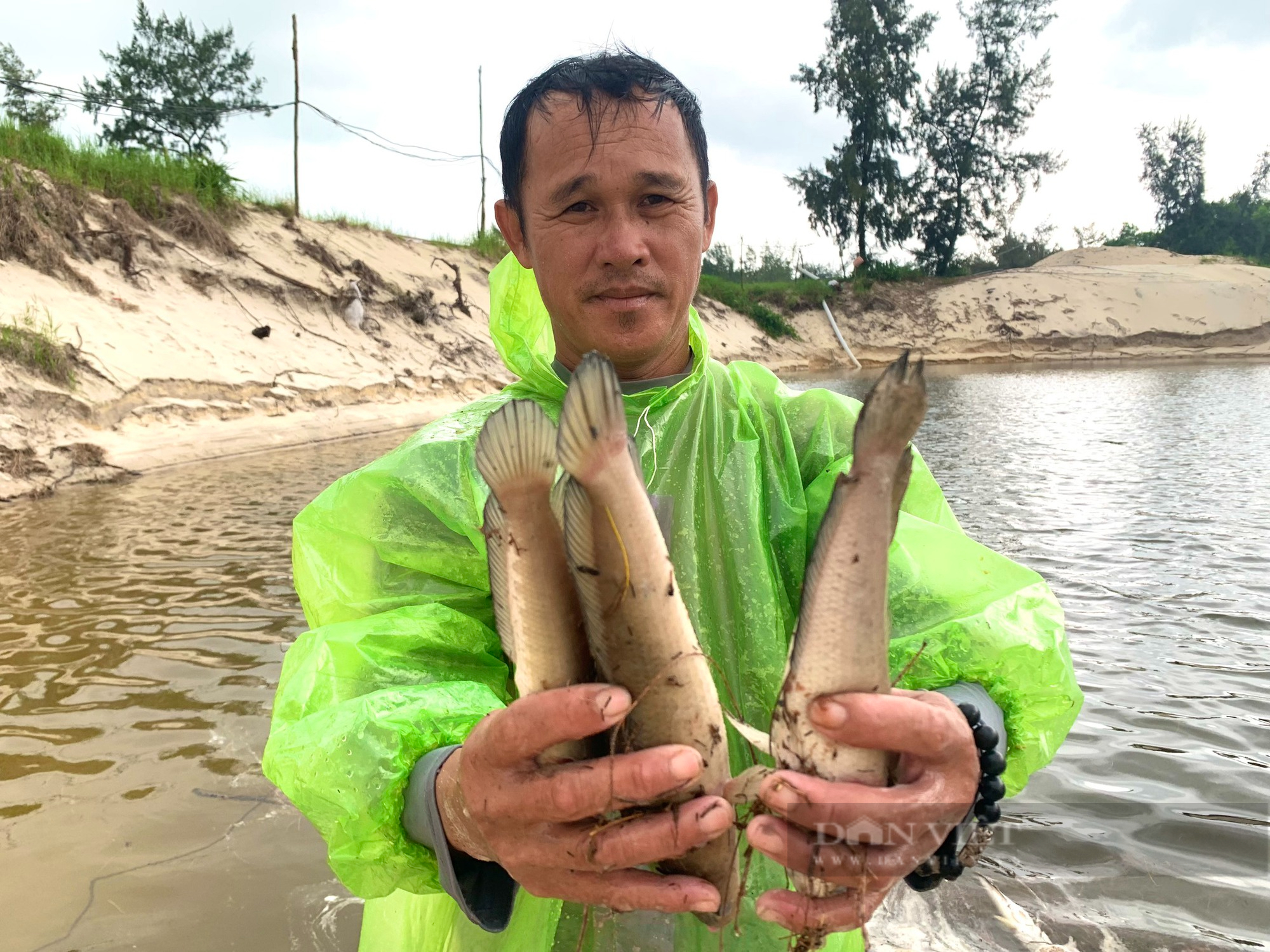 Sét đánh khiến hàng tấn cá lóc của nông dân Quảng Bình chết trắng - Ảnh 4.