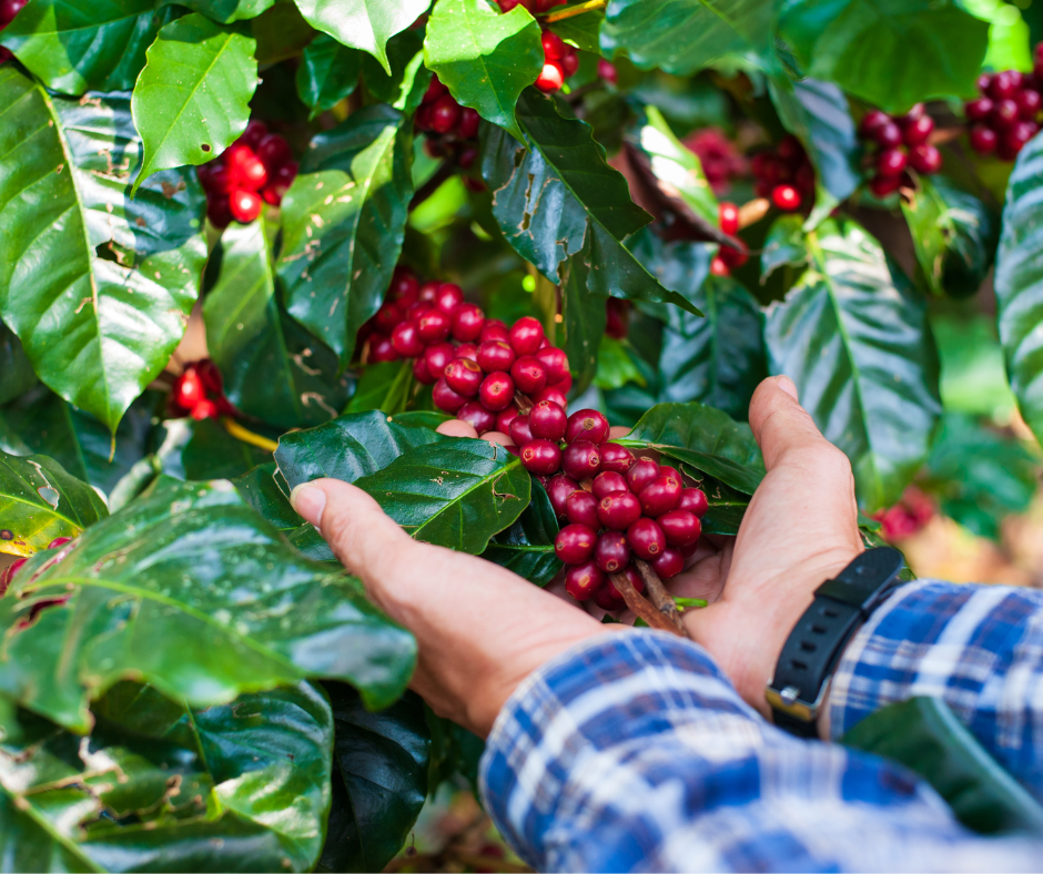 Loại vỏ cứ ngỡ đồ bỏ đi, được &quot;vua tiêu&quot; chế biến thành trà cascara bán giá 1,5 triệu đồng/kg - Ảnh 3.