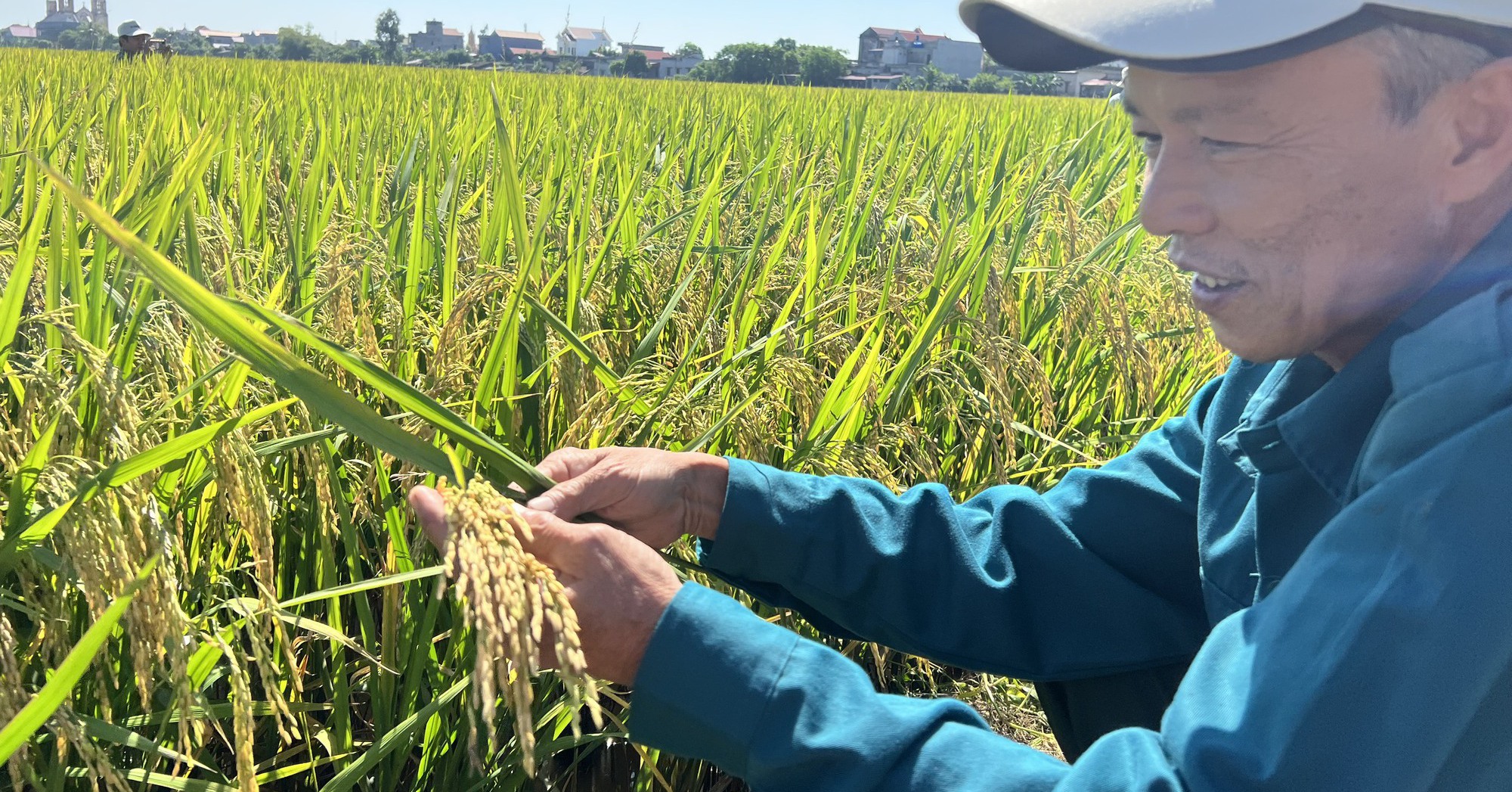 Giống lúa Đài Thơm 8 có ưu điểm gì mà được nông dân Nam Định ưa chuộng