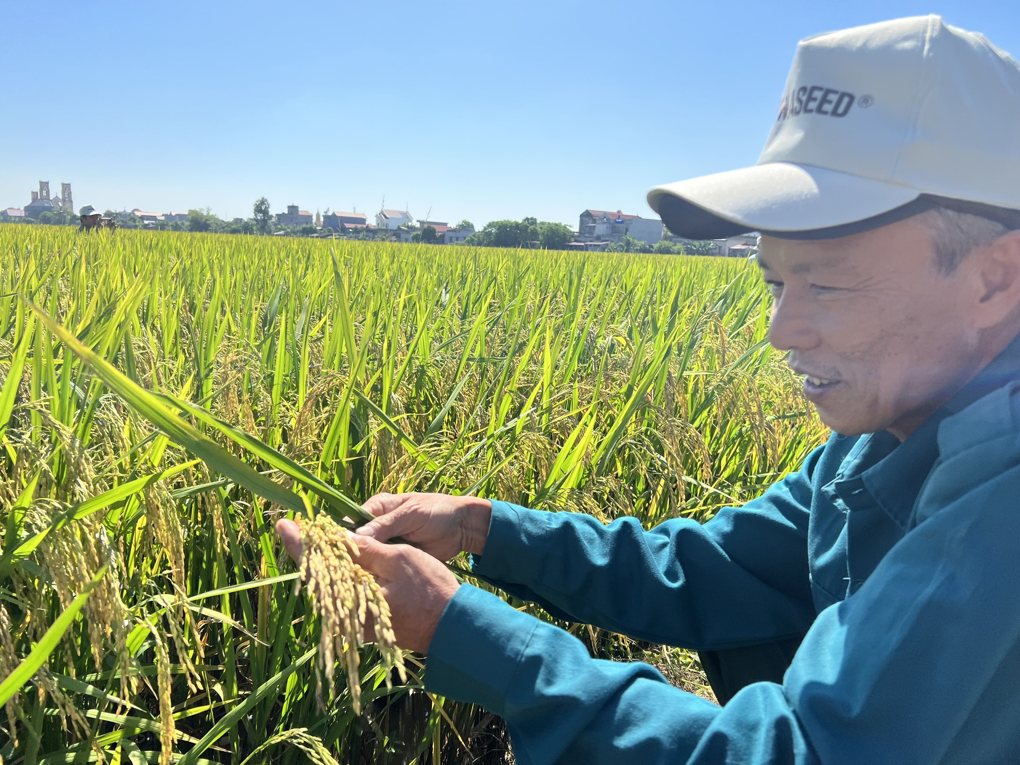 Giống lúa Đài Thơm 8 có ưu điểm gì mà được nông dân Nam Định ưa chuộng, diện tính sản xuất lên đến 95% - Ảnh 1.