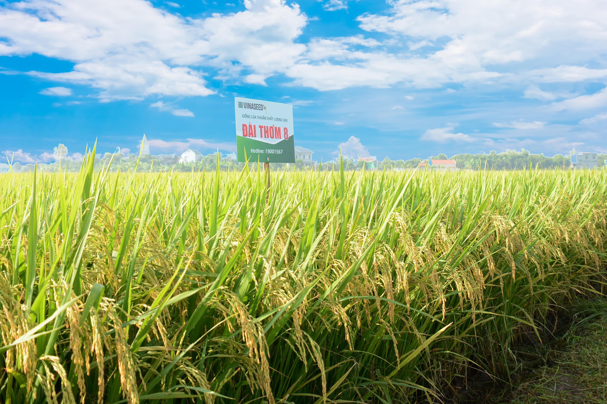 Giống lúa Đài Thơm 8 có ưu điểm gì mà được nông dân Nam Định ưa chuộng, diện tính sản xuất lên đến 95% - Ảnh 3.