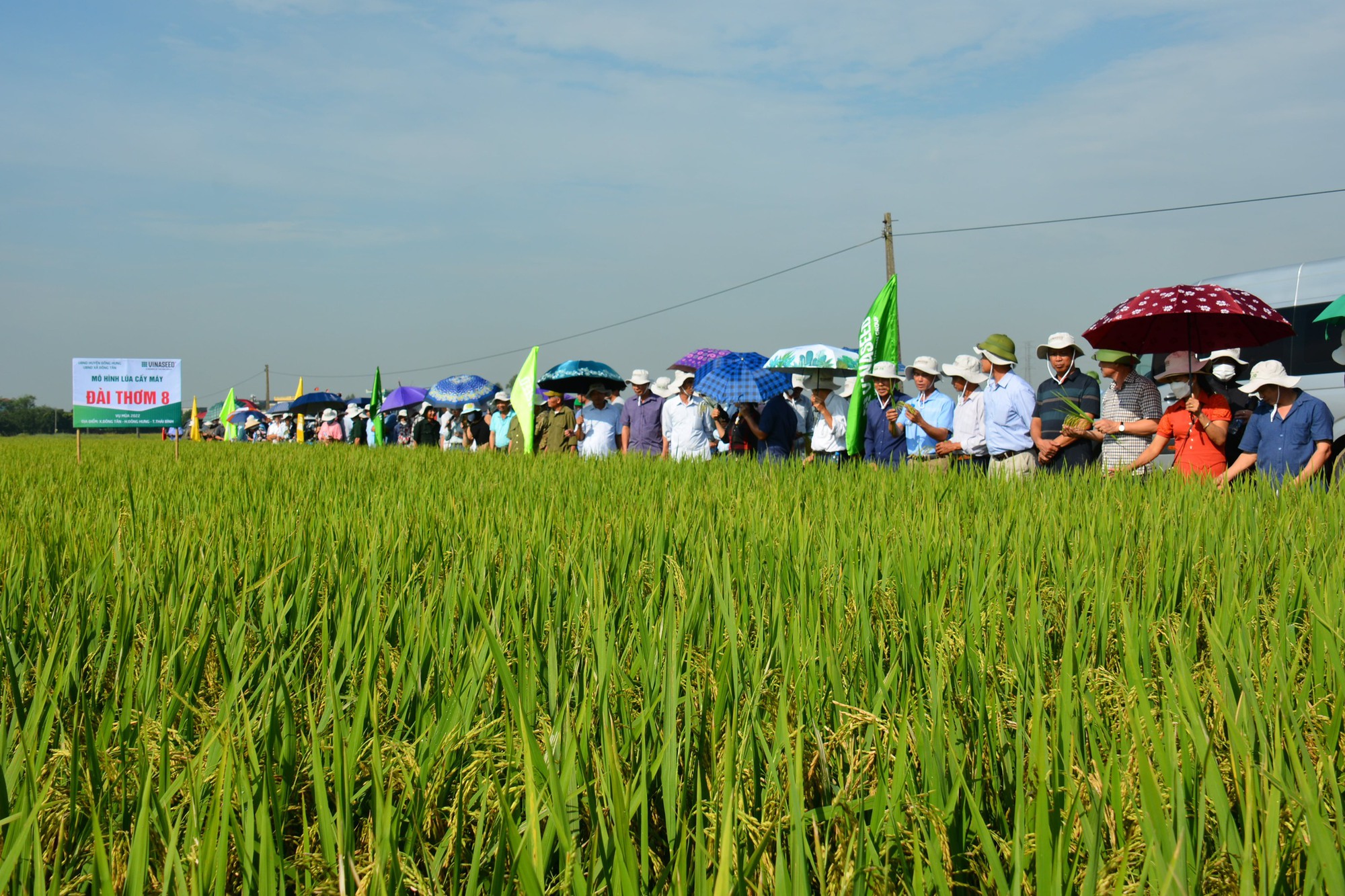 Giống lúa Đài Thơm 8 có ưu điểm gì mà được nông dân Nam Định ưa chuộng, diện tính sản xuất lên đến 95% - Ảnh 4.