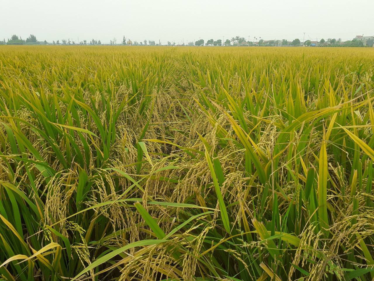 Giống lúa Đài Thơm 8 có ưu điểm gì mà được nông dân Nam Định ưa chuộng, diện tính sản xuất lên đến 95% - Ảnh 5.