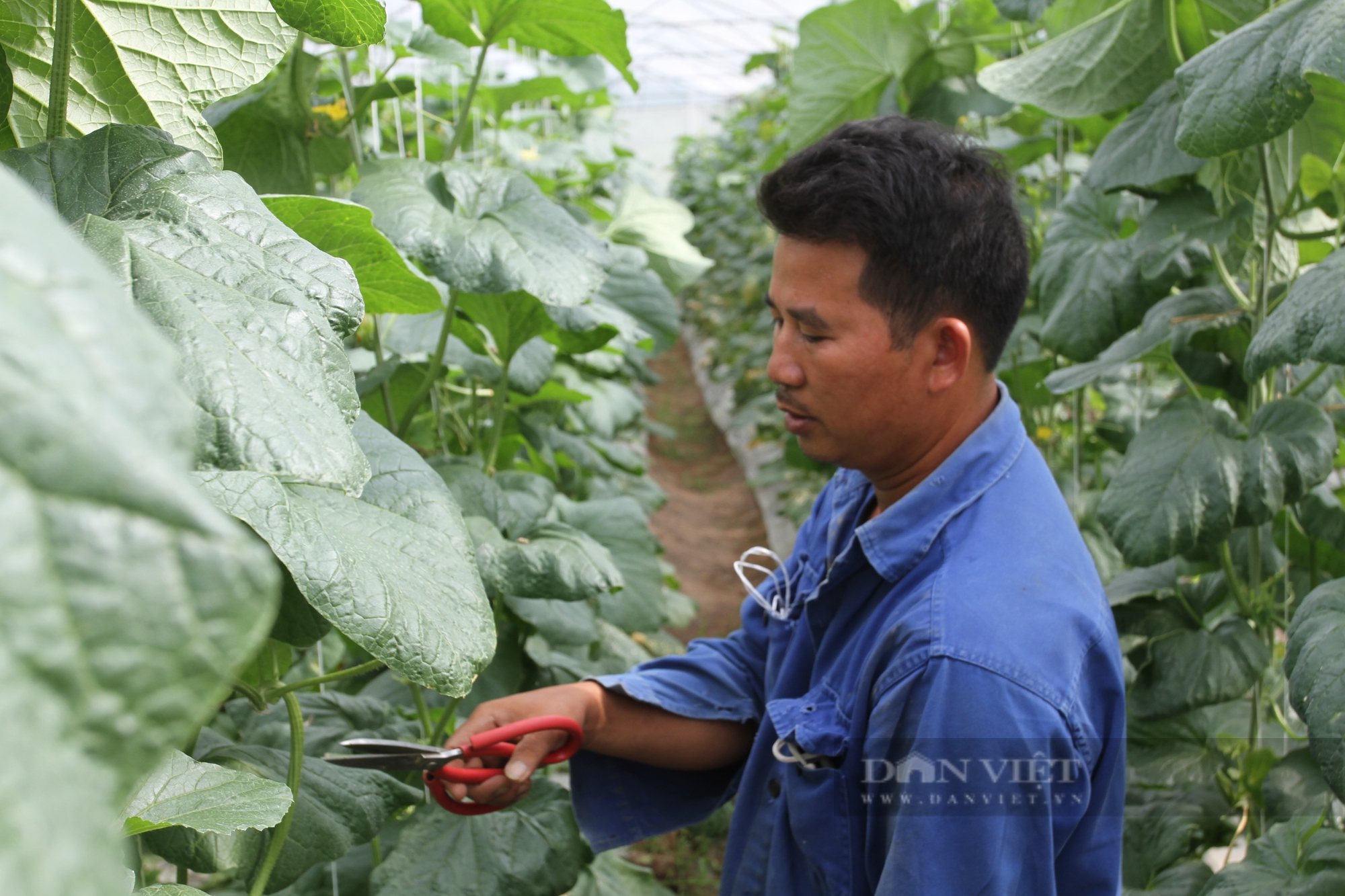 Thái Nguyên: Trồng thứ cây dây leo lủng lẳng, anh nông dân có thu nhập khá - Ảnh 4.