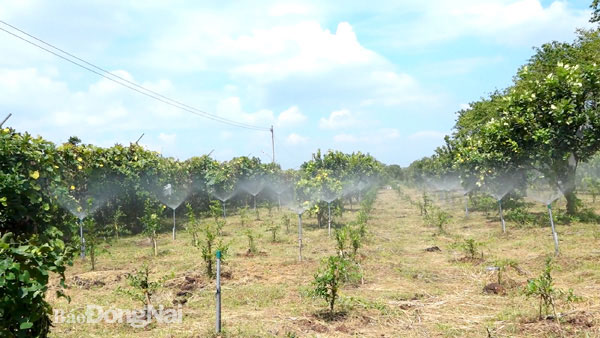 Lạ đời ở Đồng Nai có một nông dân trồng chanh chỉ bán lá - Ảnh 1.