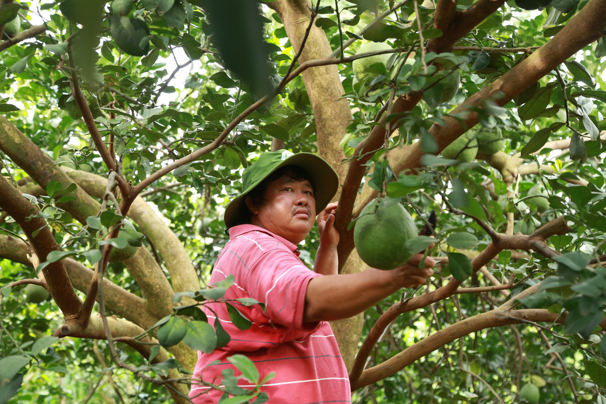 Nông dân Việt Nam xuất sắc: Những tấm gương sáng sản xuất kinh doanh giỏi người đồng bào dân tộc thiểu số - Ảnh 1.