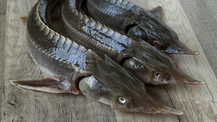 Loài &quot;cá hoàng gia&quot; đặc sản được ưa chuộng trên toàn thế giới, Sa Pa, Đà Lạt có rất nhiều - Ảnh 3.