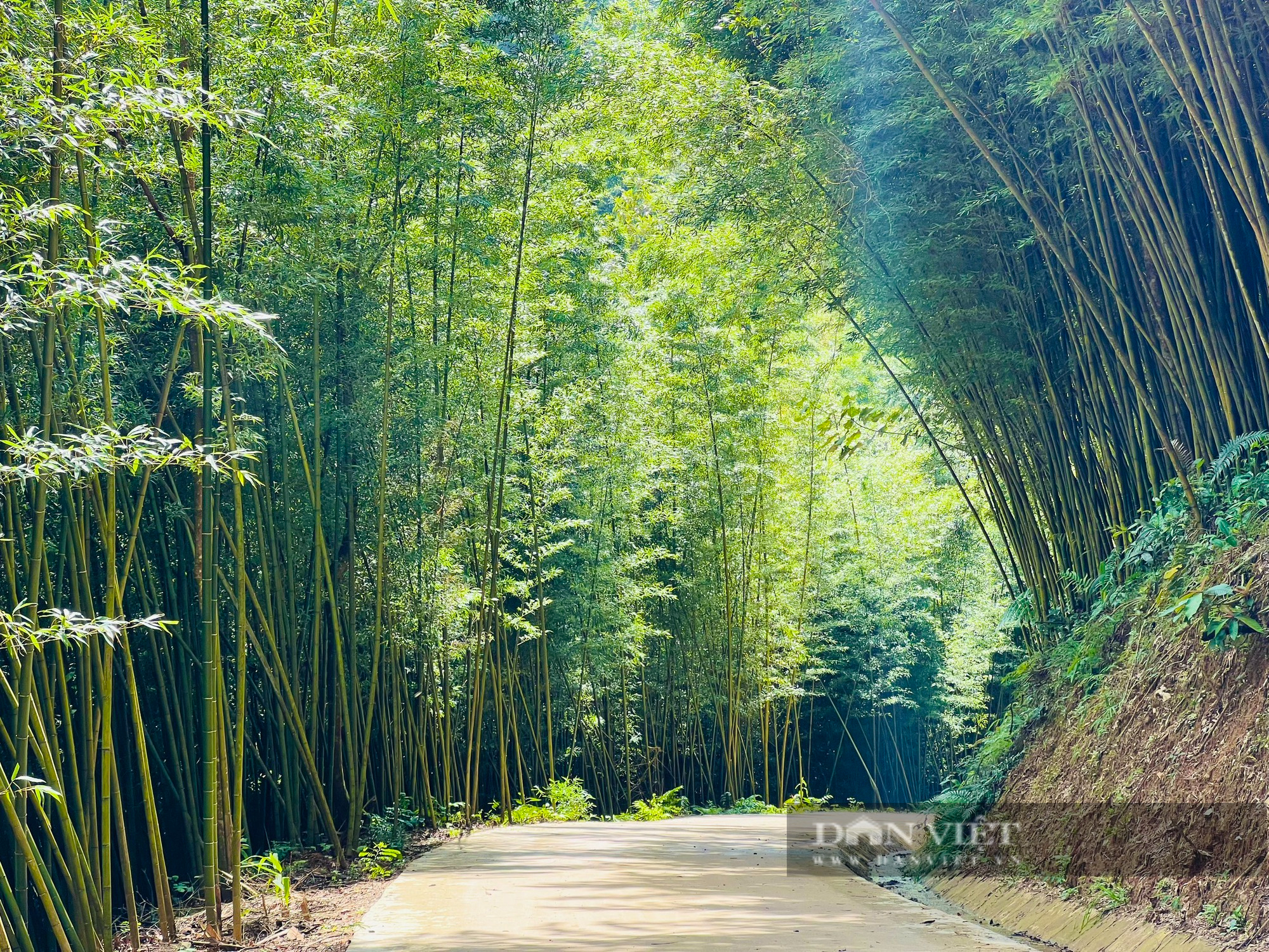 Ghé thăm rừng trúc Sagano tuyệt đẹp tại Kyoto  Du Lịch Minh Anh