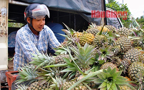 Đây là loại quả nhiều mắt đang tăng giá ở Hậu Giang, cứ bán 1 thiên, nông dân lời 5-6 triệu