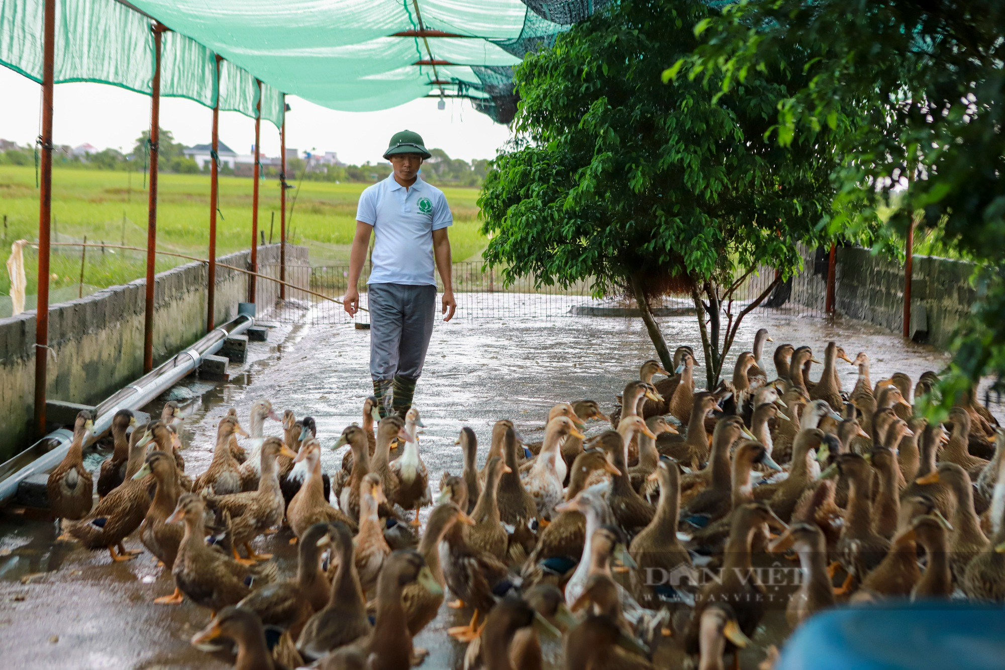 Nuôi vịt biển cho thu lãi 2 tỷ đồng/năm, một nông dân tỉnh Thái Bình là Nông dân Việt Nam xuất sắc 2022 - Ảnh 2.